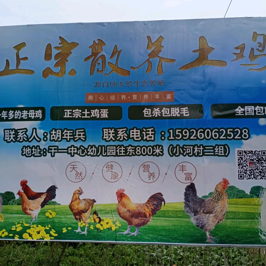 天门市干驿镇正宗散养土鸡土鸡蛋