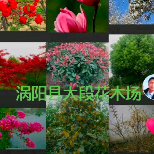 涡阳县大段花木场