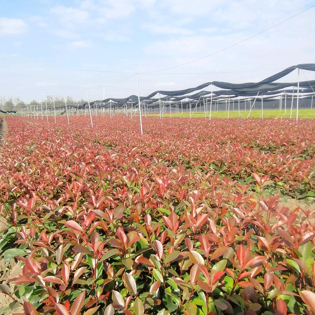 我在武汉种色块(杯苗)种植基地