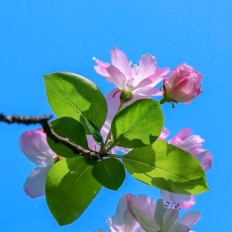 @瑞~(拒私聊)