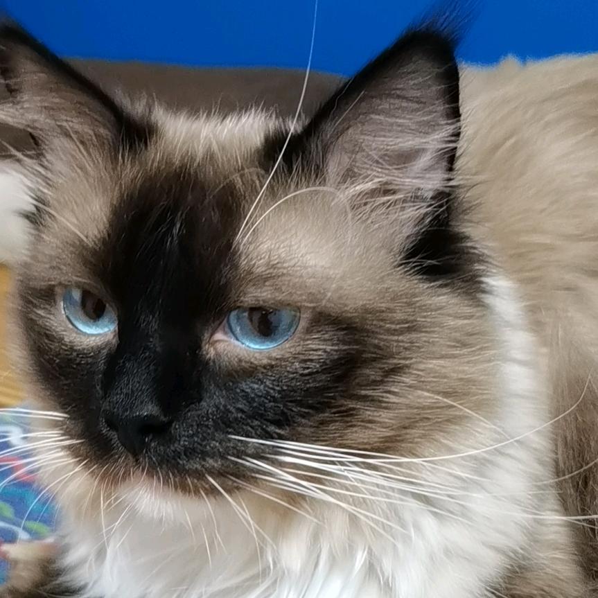 🐺天地神魔🐺