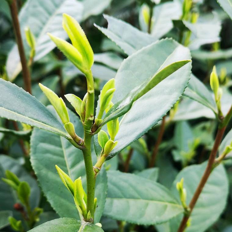 乡村茶农