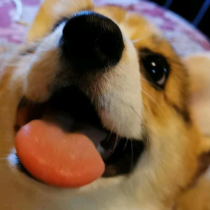 果冻是个好吃狗