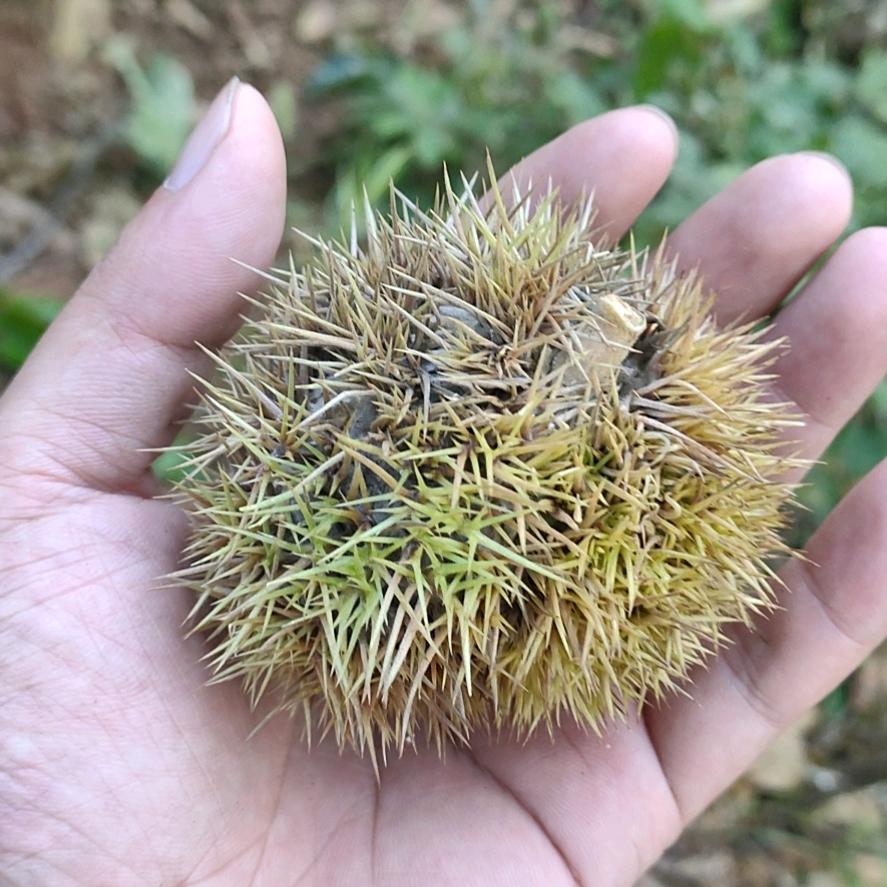 蓝思直招（内部推荐）