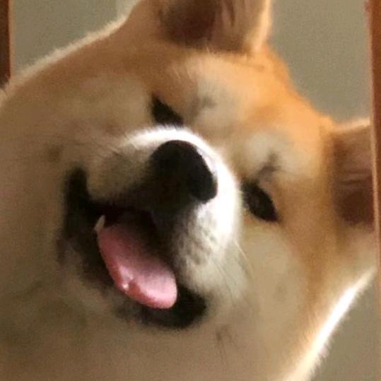 万万和秋田酱
