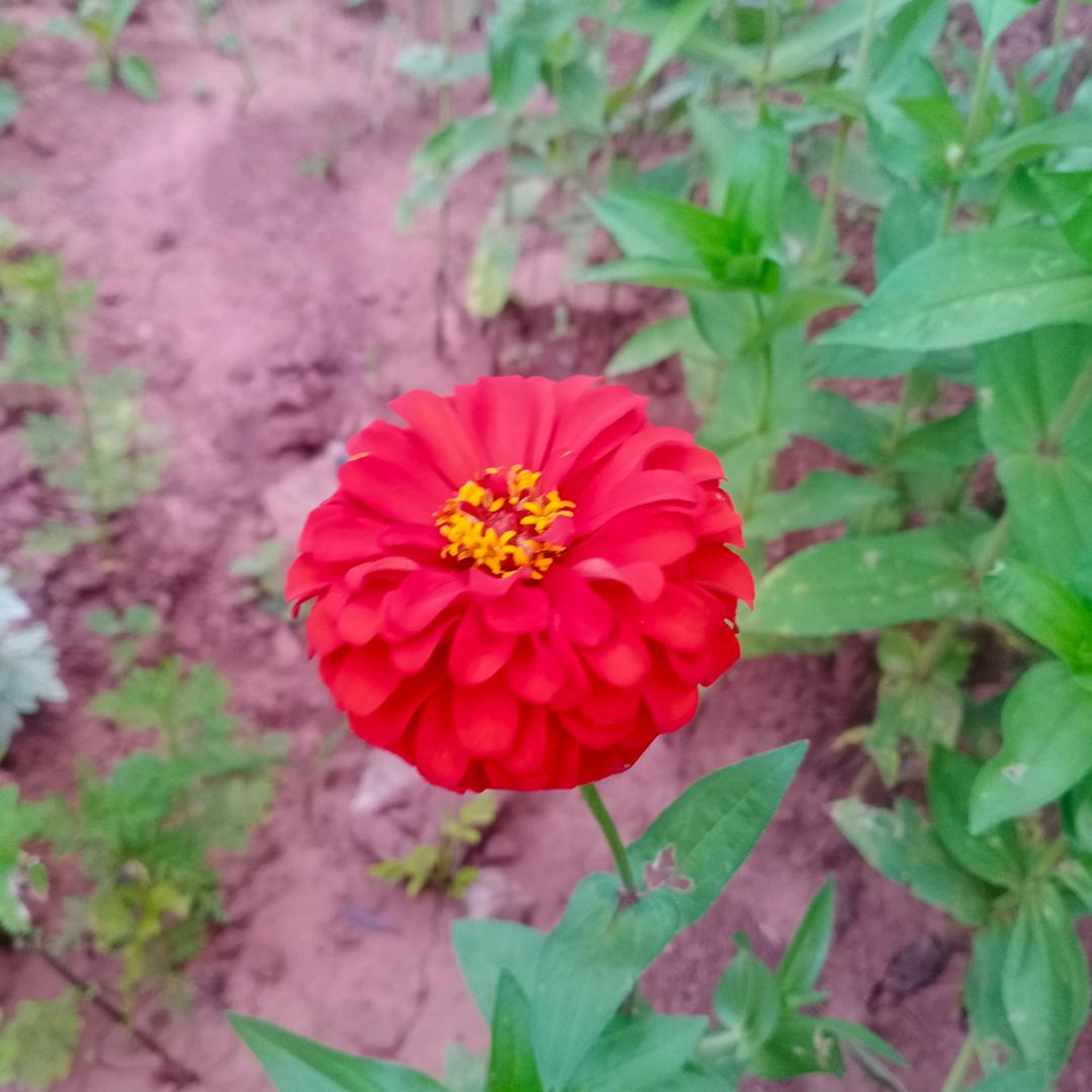 香        草