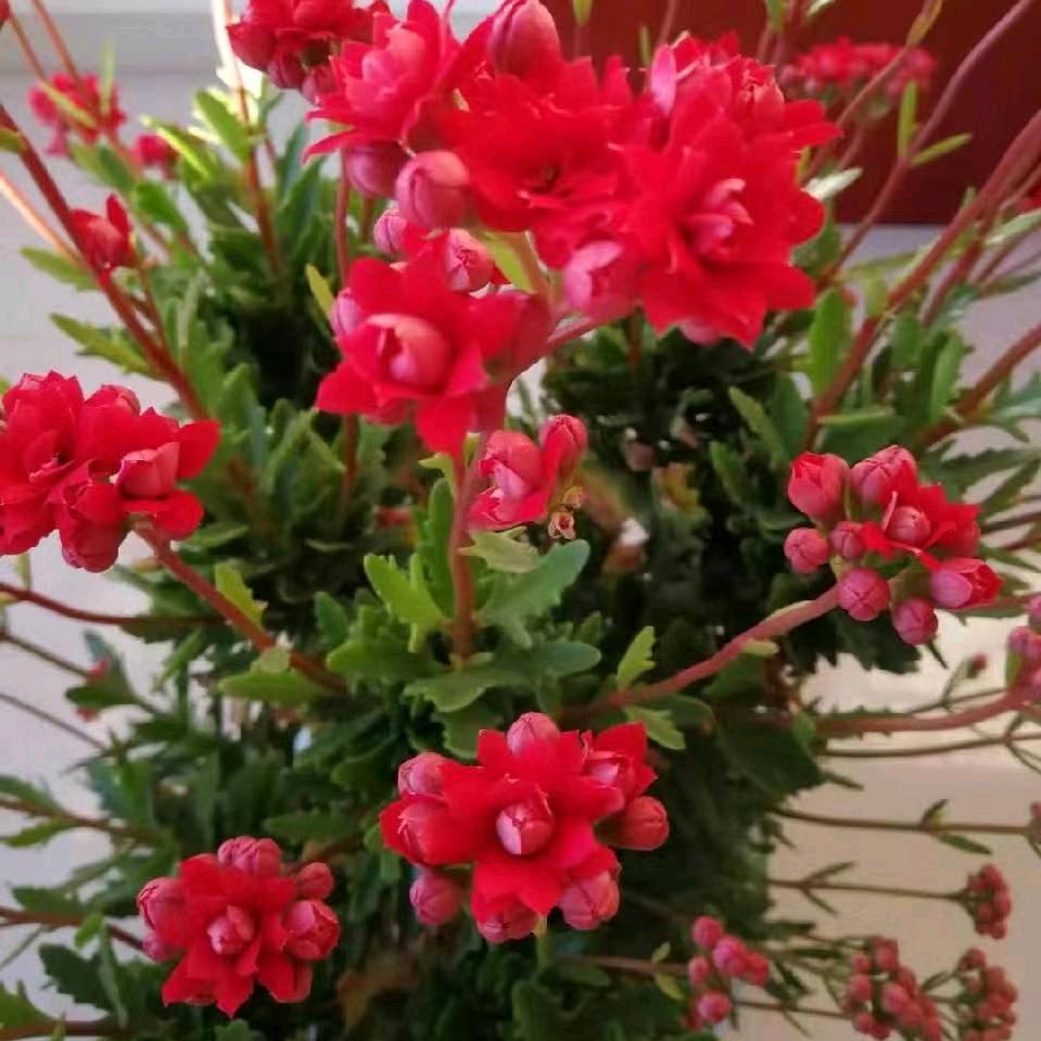 花儿朵朵儿头像