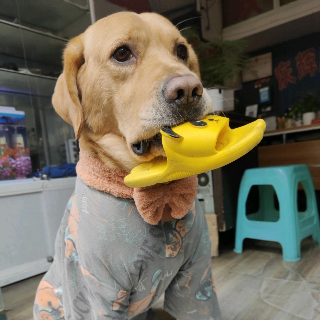拉布拉多丢丢