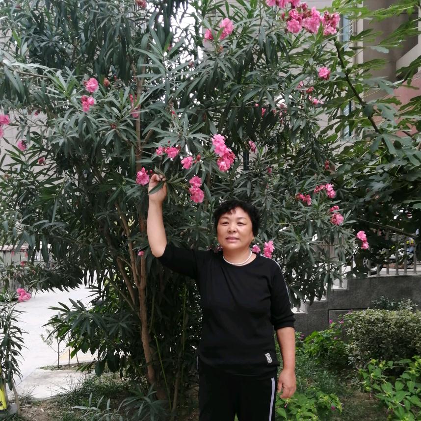 芹