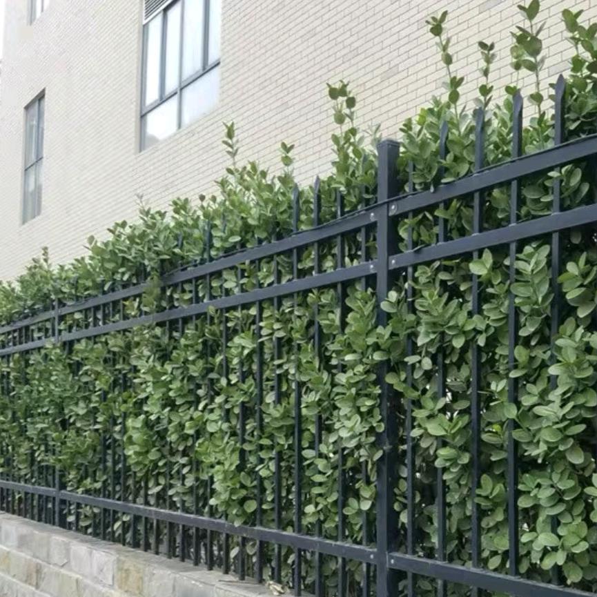 四季青苗木园林基地