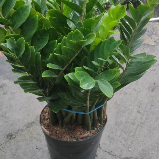 鲜花绿植基地直销