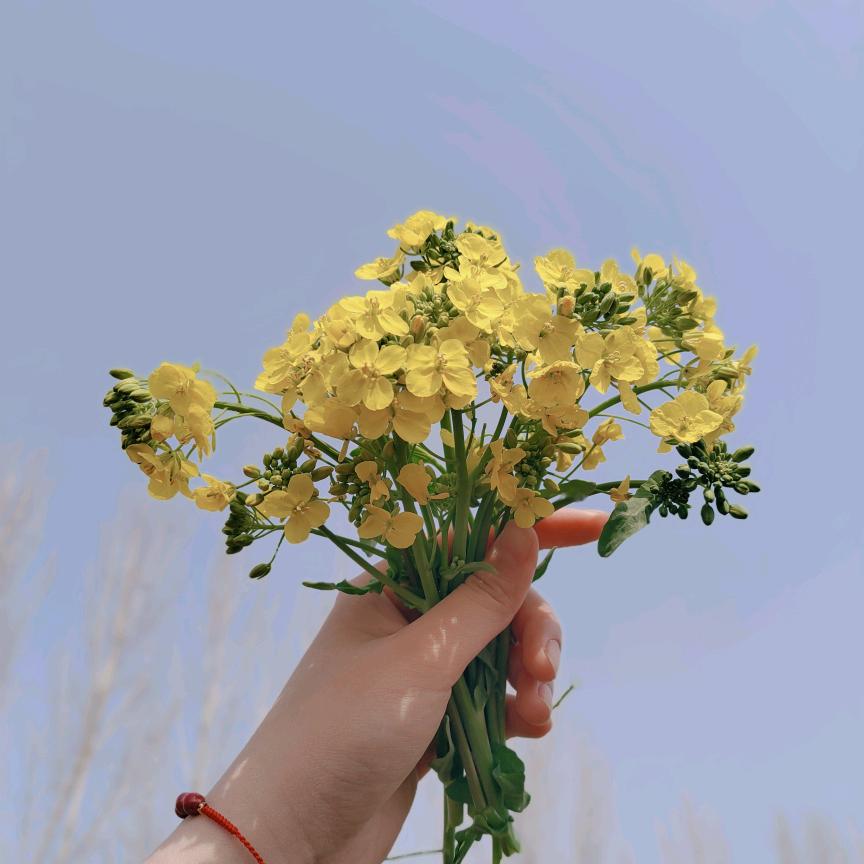 sc.