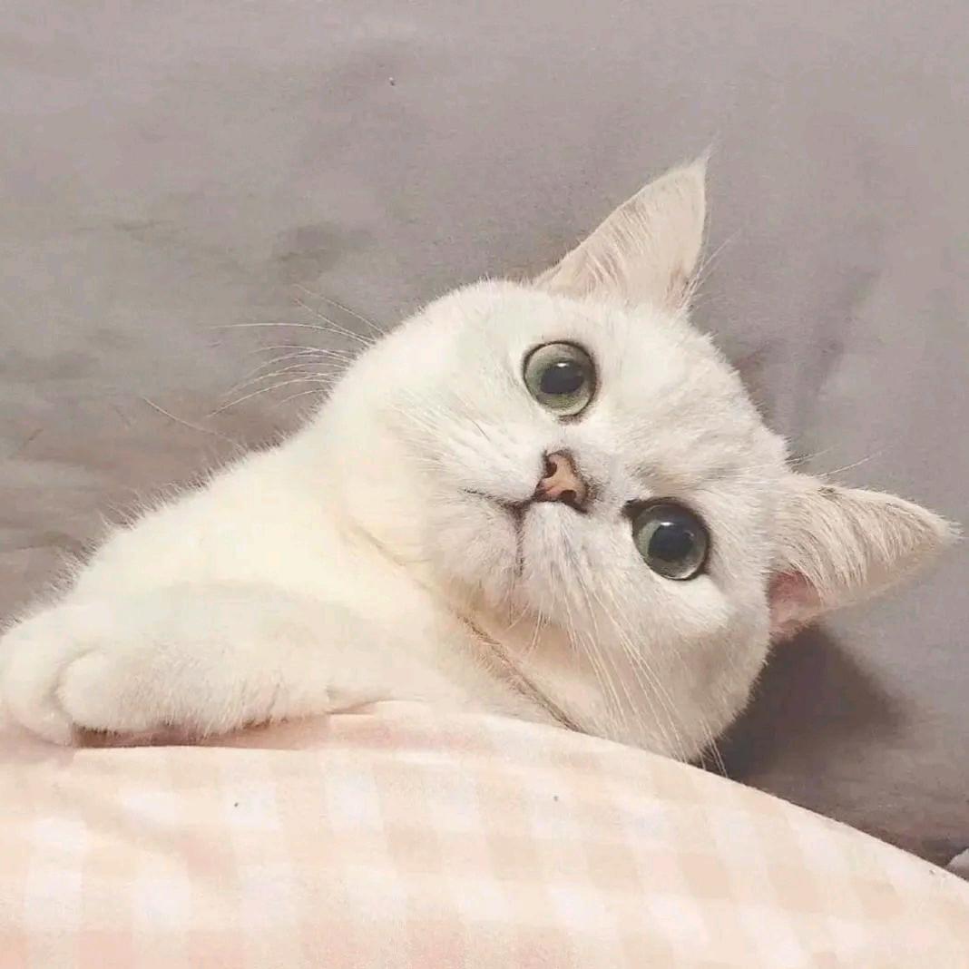 🌈一颗小丸子🍡