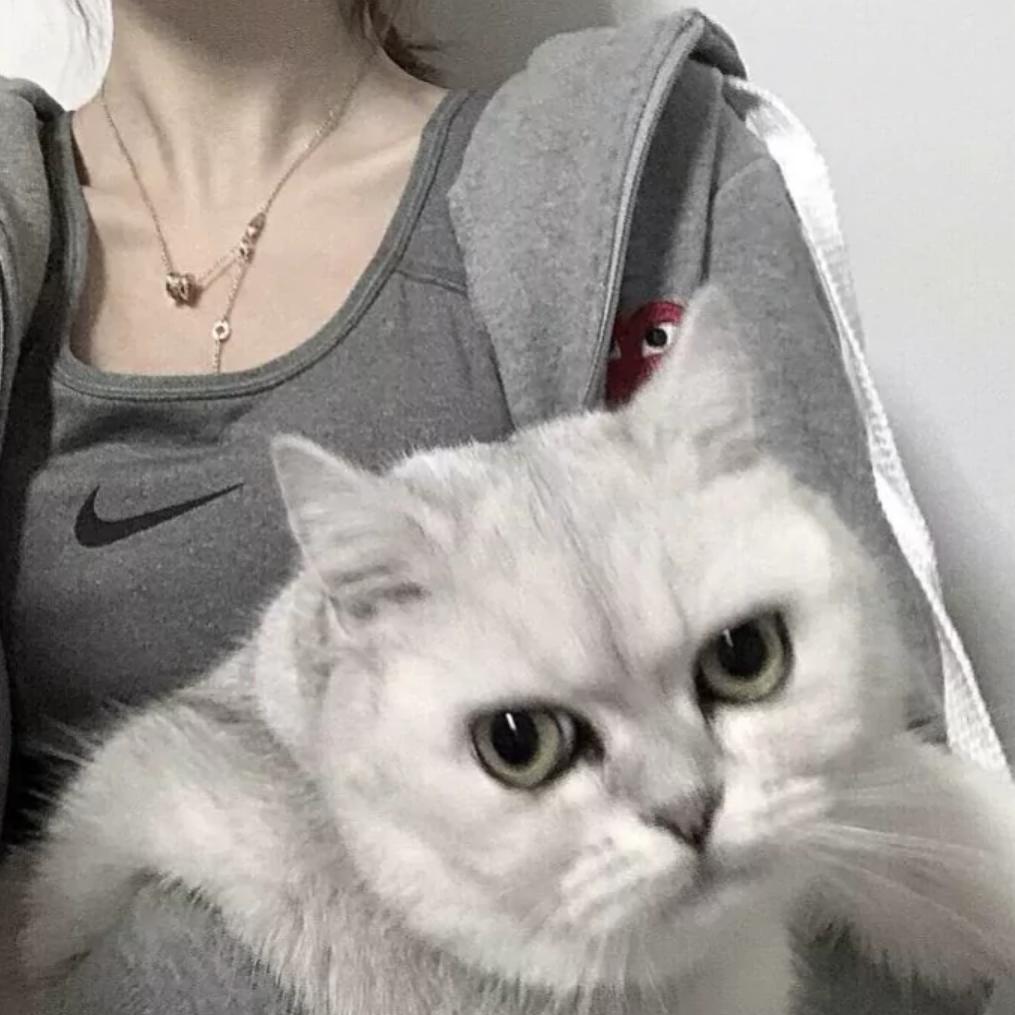 呆萌小猫ᶻ🐾