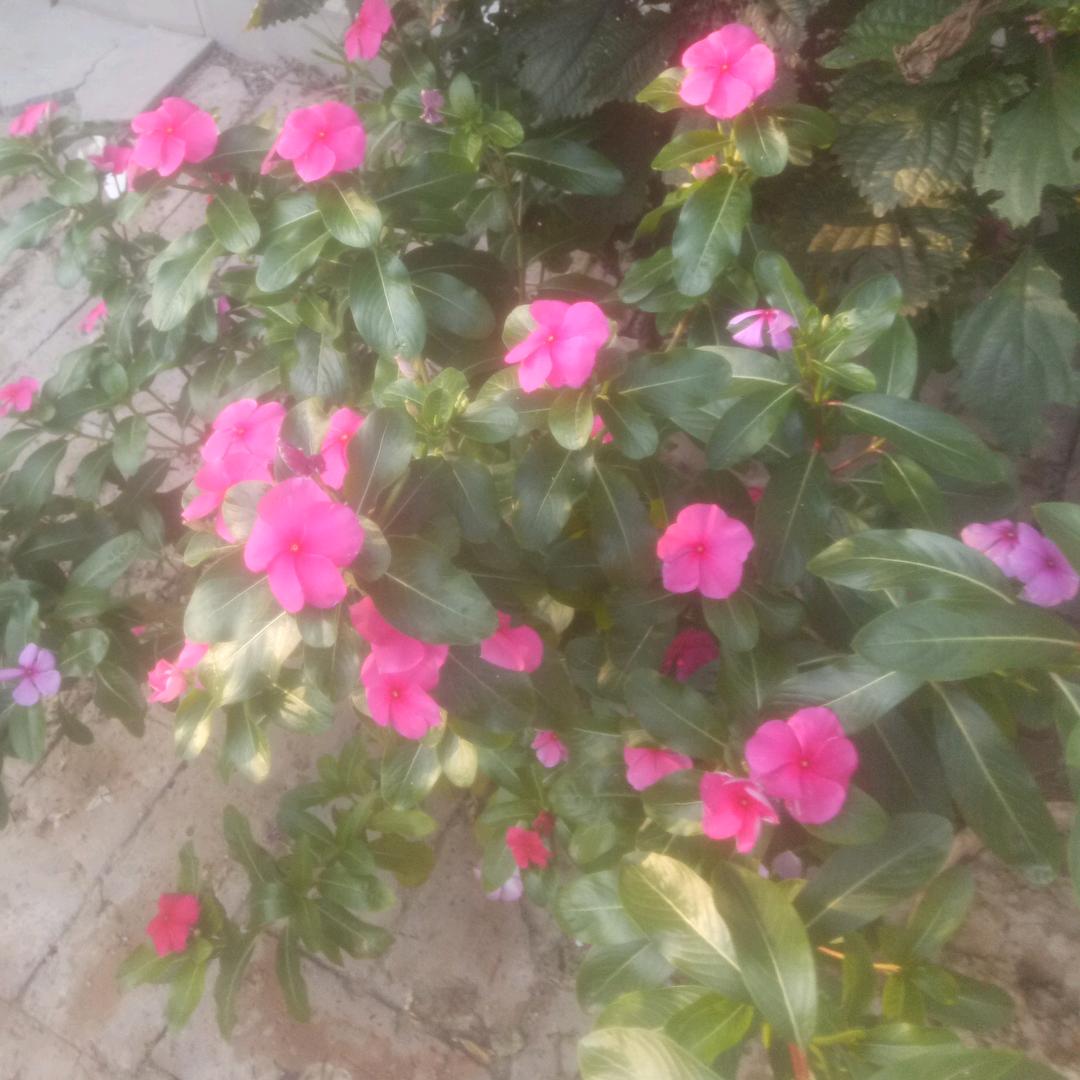 朝霞姐