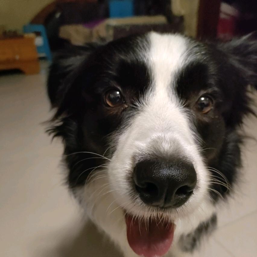王七