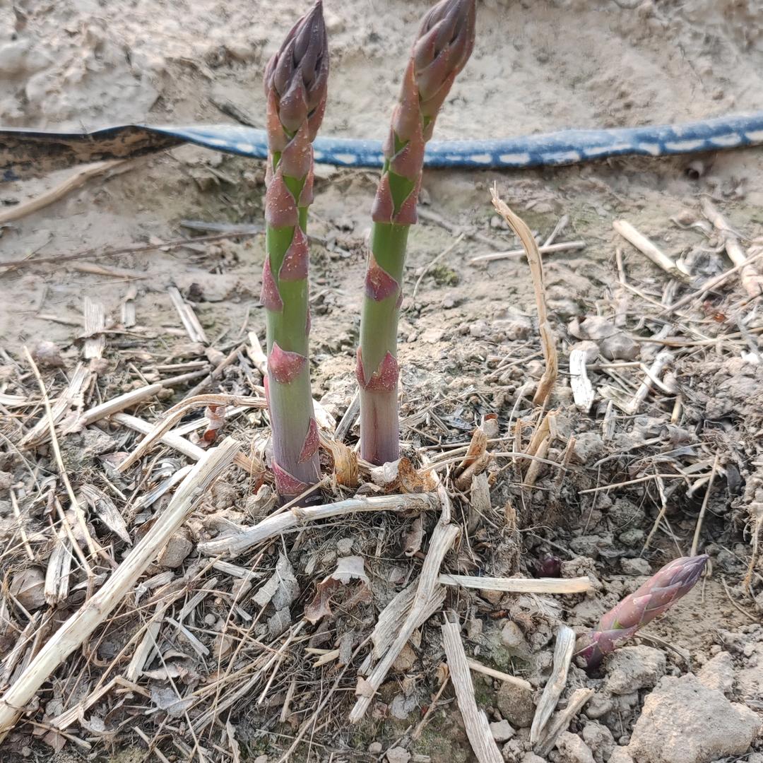 灵宝新农人金蝉养殖