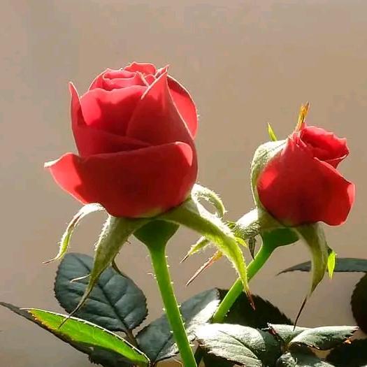 家政服务 红娘 昆山周边地区