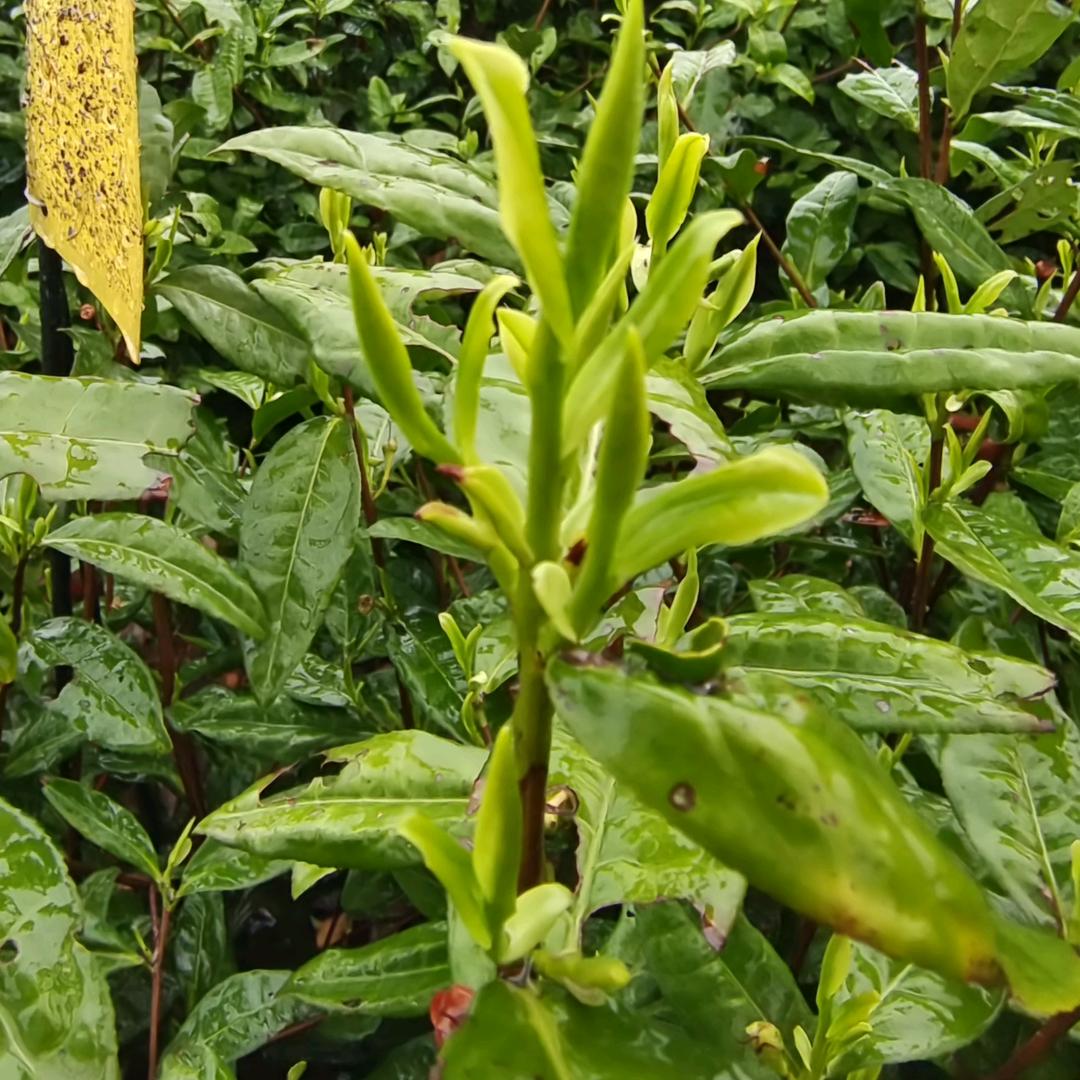 勇哥说茶 （健康）