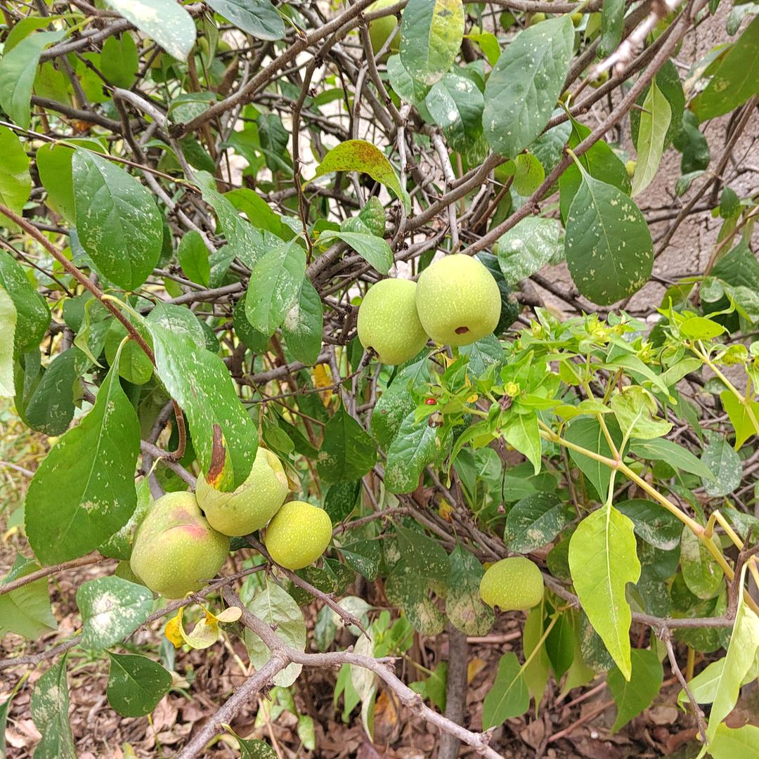王美（拒绝连赞，连赞拉黑）