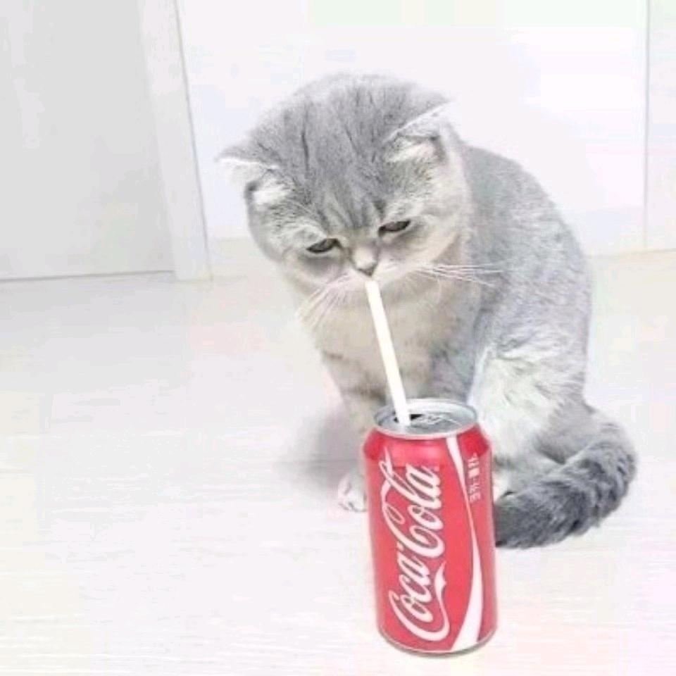 凫止