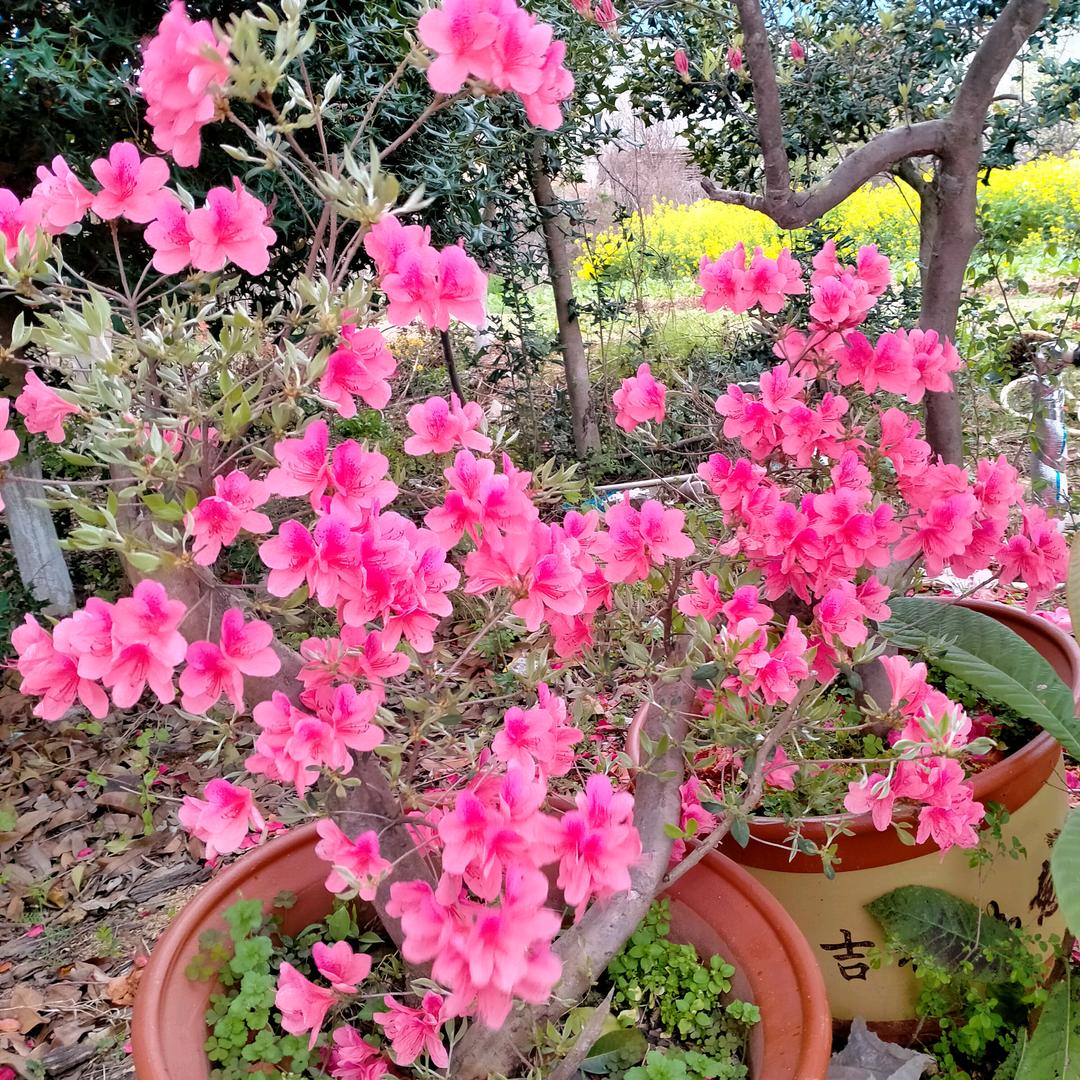 劲松驾校程老师