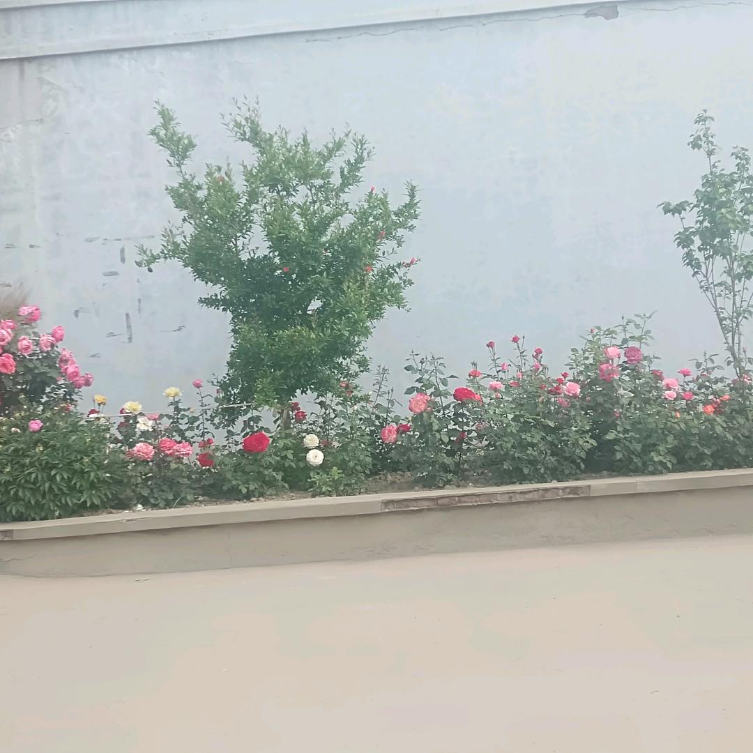 中国心