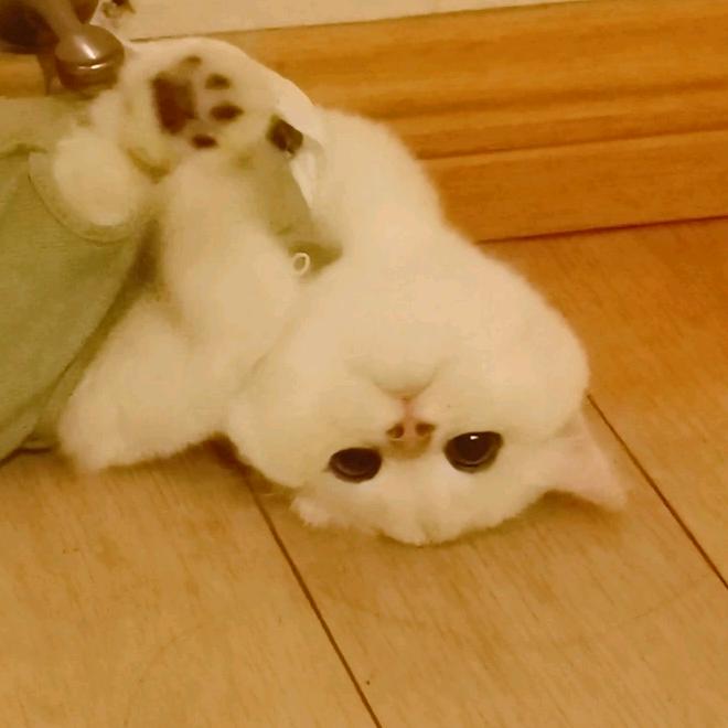 笨蛋小居