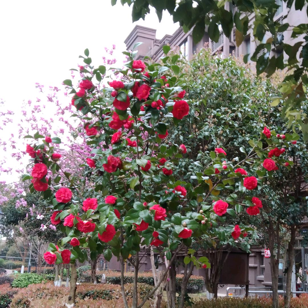 雾🌸（李）看🌸（花）