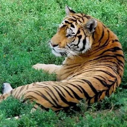 冬夜虎（老虎永恒）