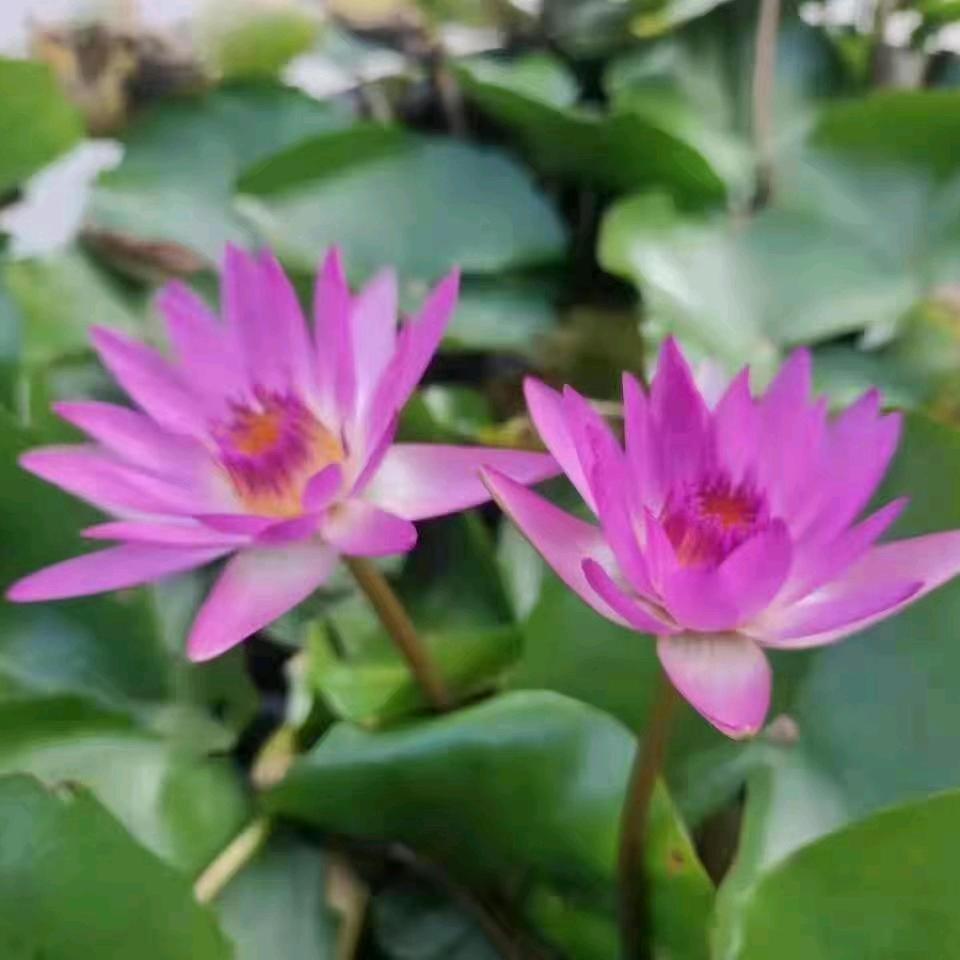 菩提莲