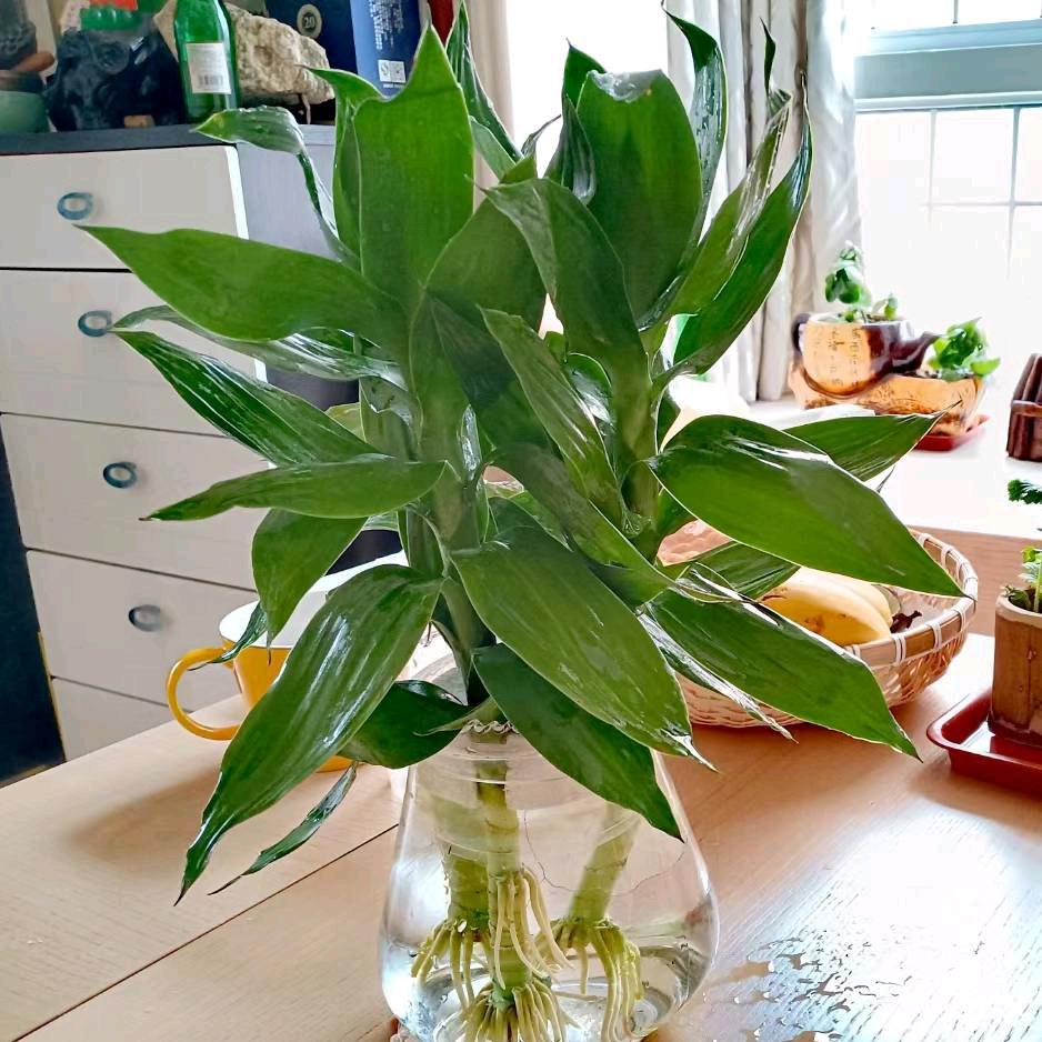 守拙斋何娟(刘何书法工作室)