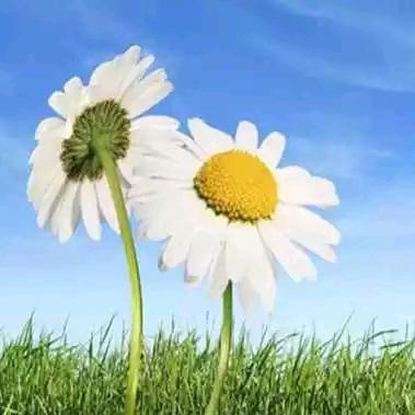 🍀时光过客💐