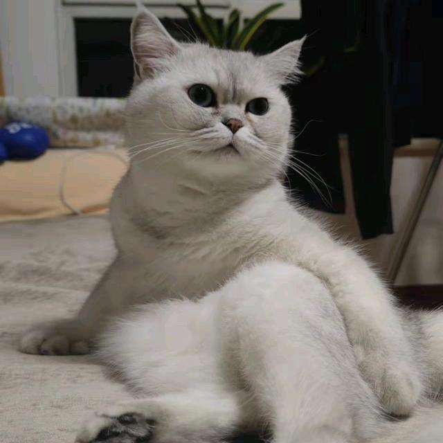 阿木木
