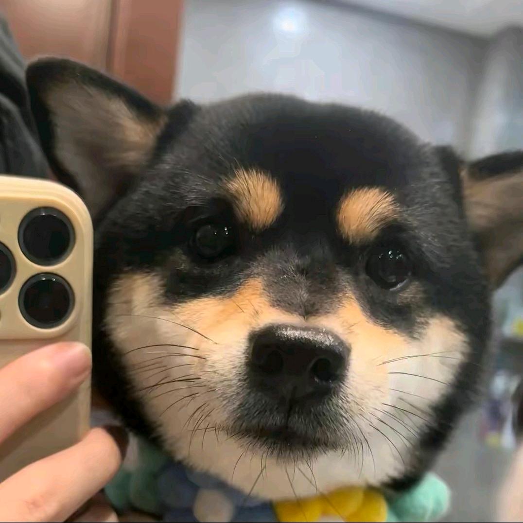 旋转乔碧萝