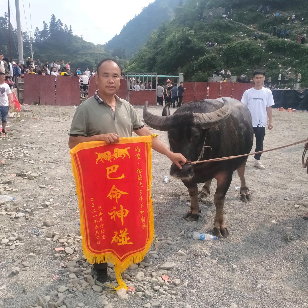 侗家牛爸爸