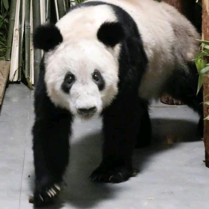 冷太阳