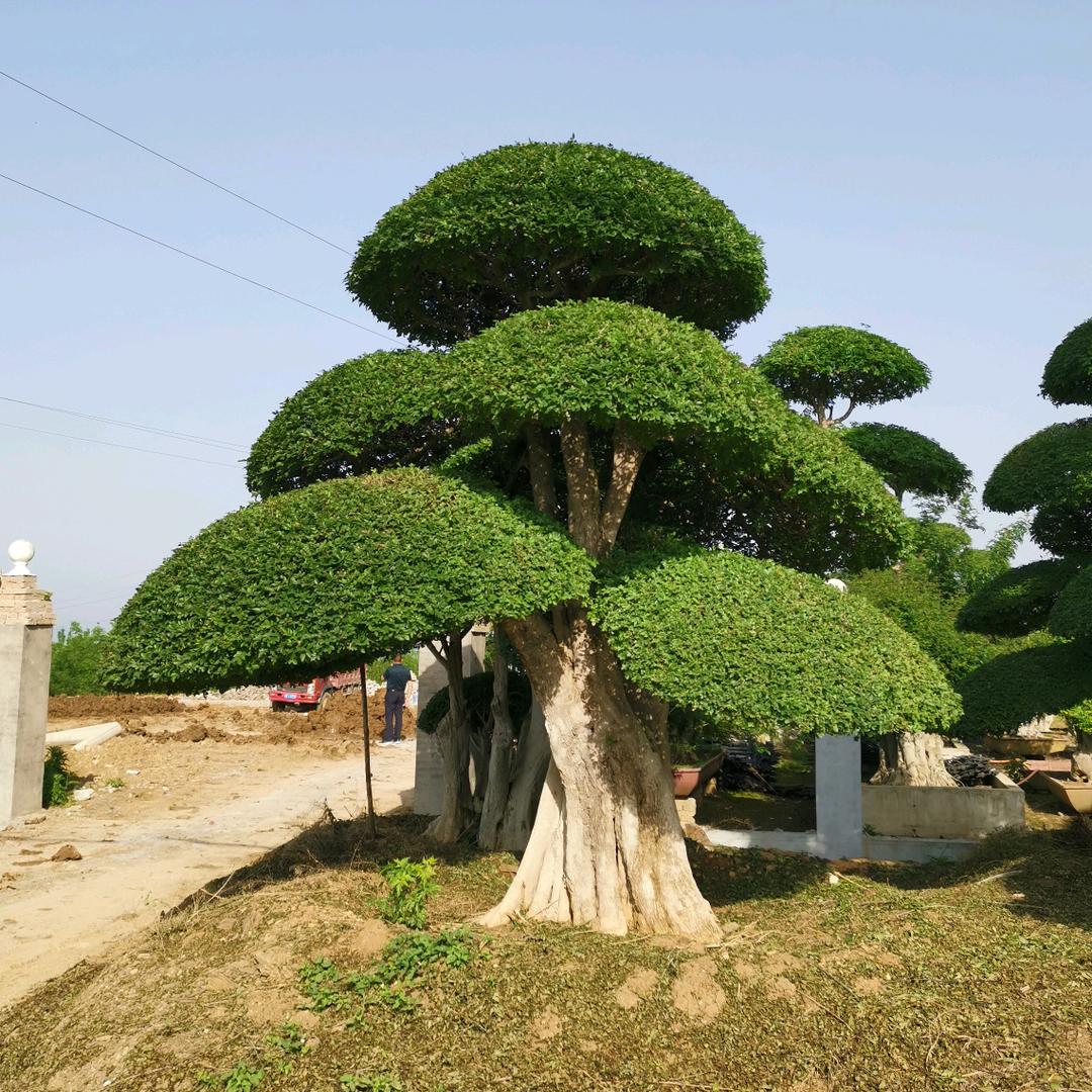 怡景园艺对节白蜡