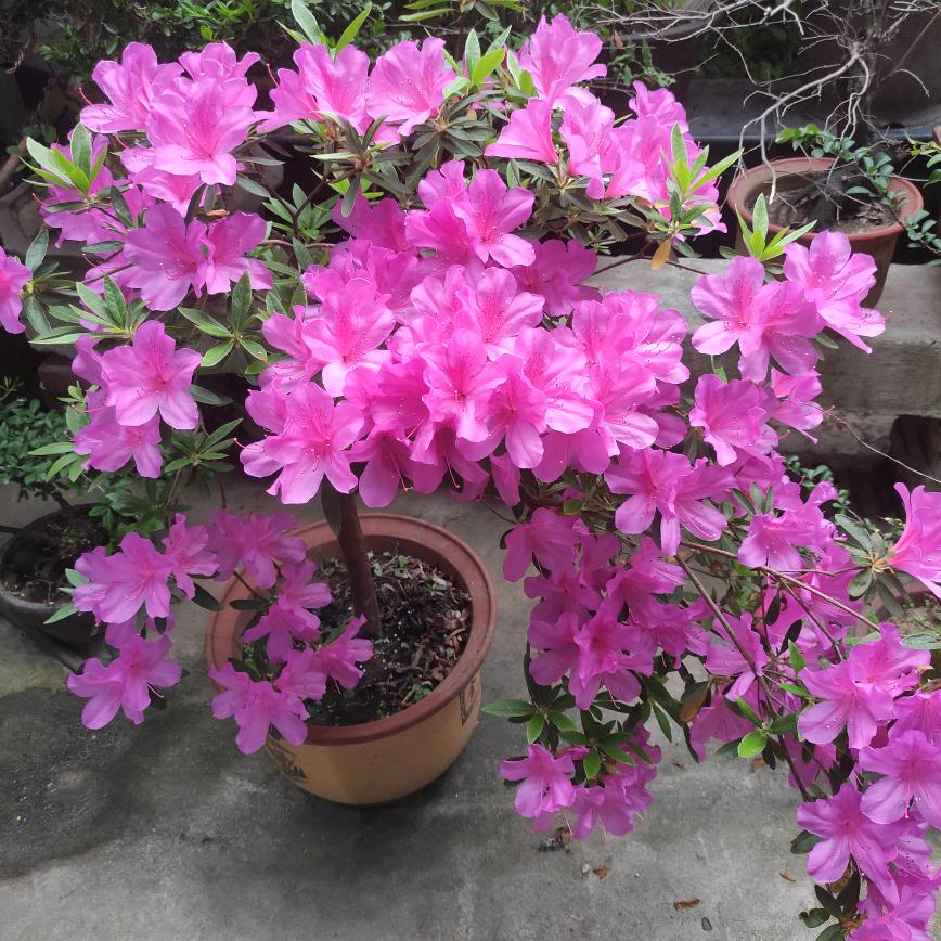 👑兰玫瑰👑1687