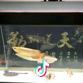 随风而来