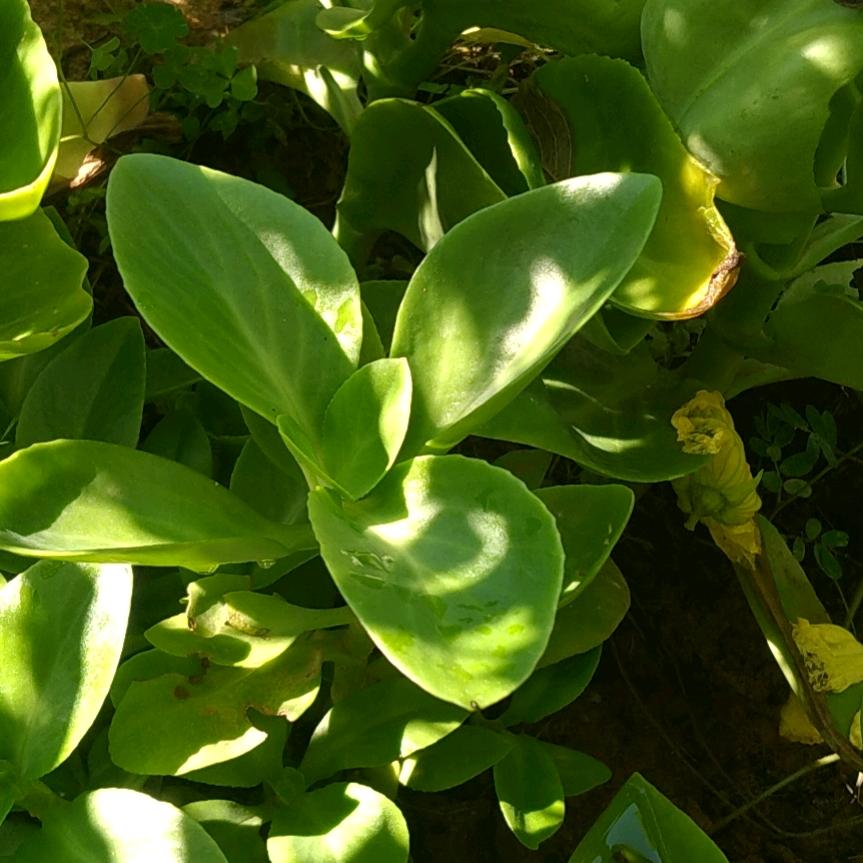 中药养生，死以回生