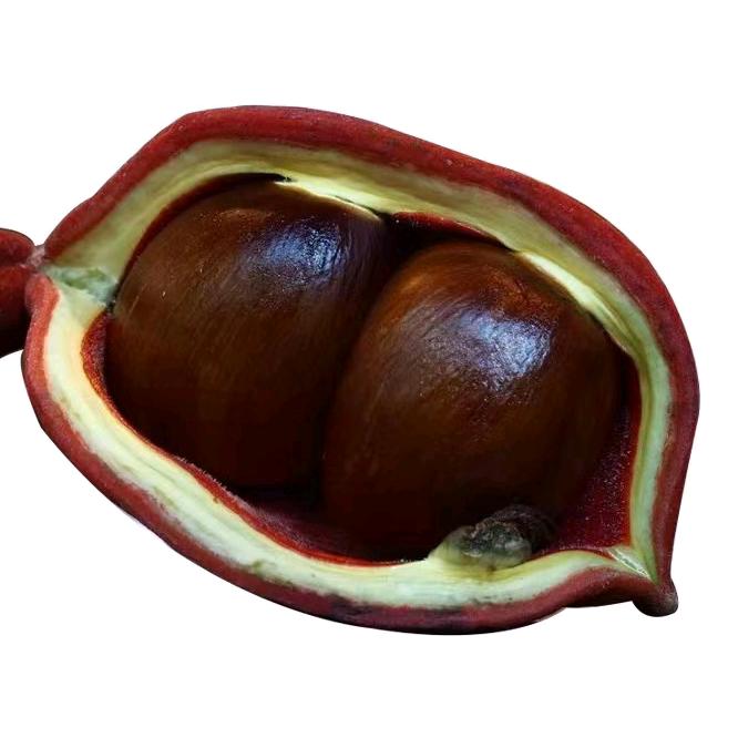 广东凤眼果