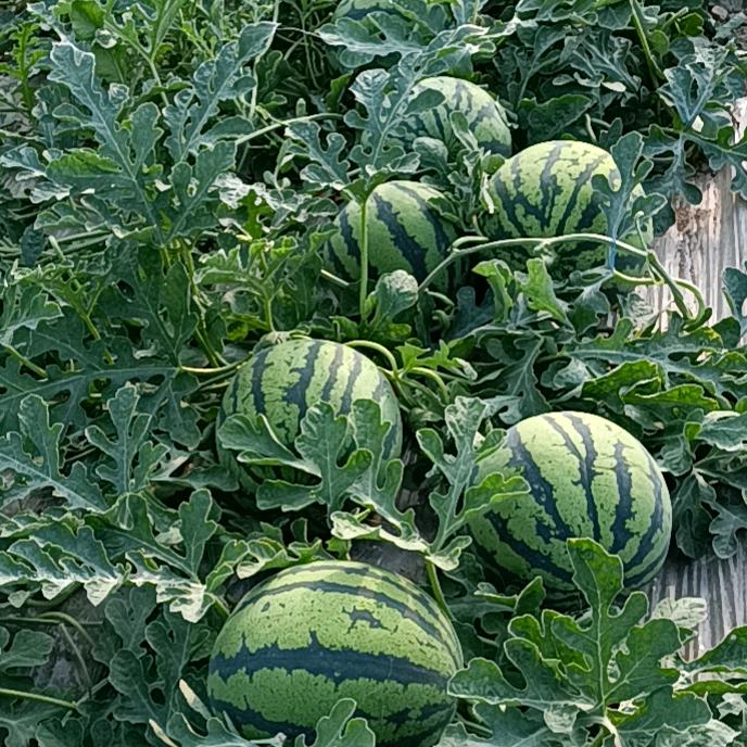 一念坤城(福升)