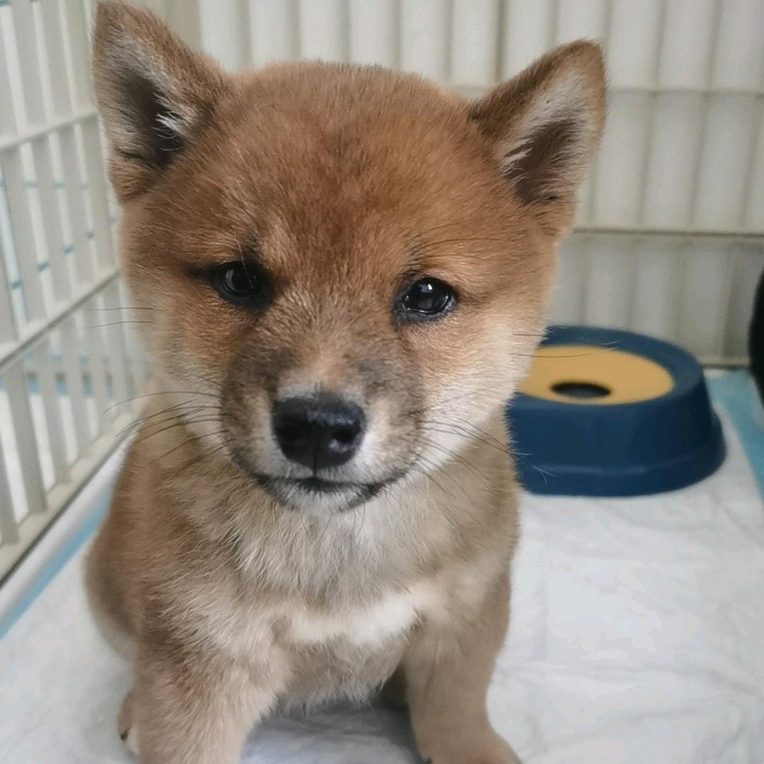 锐锐锐冲冲冲