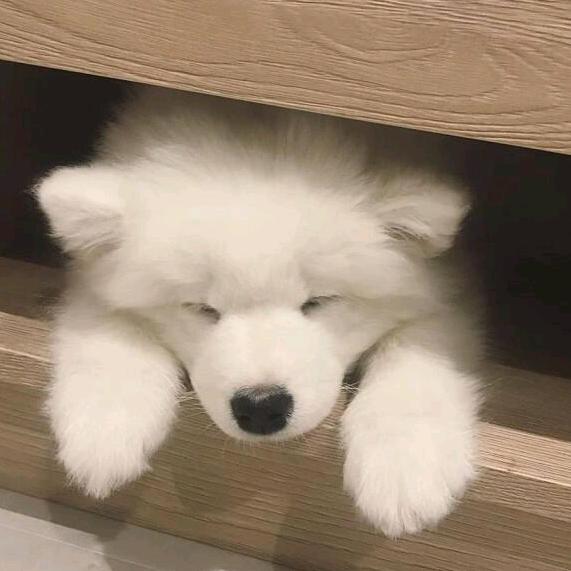 不爱说话的呆呆