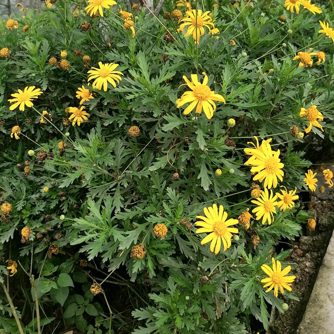 代一聪：互助春秋农资