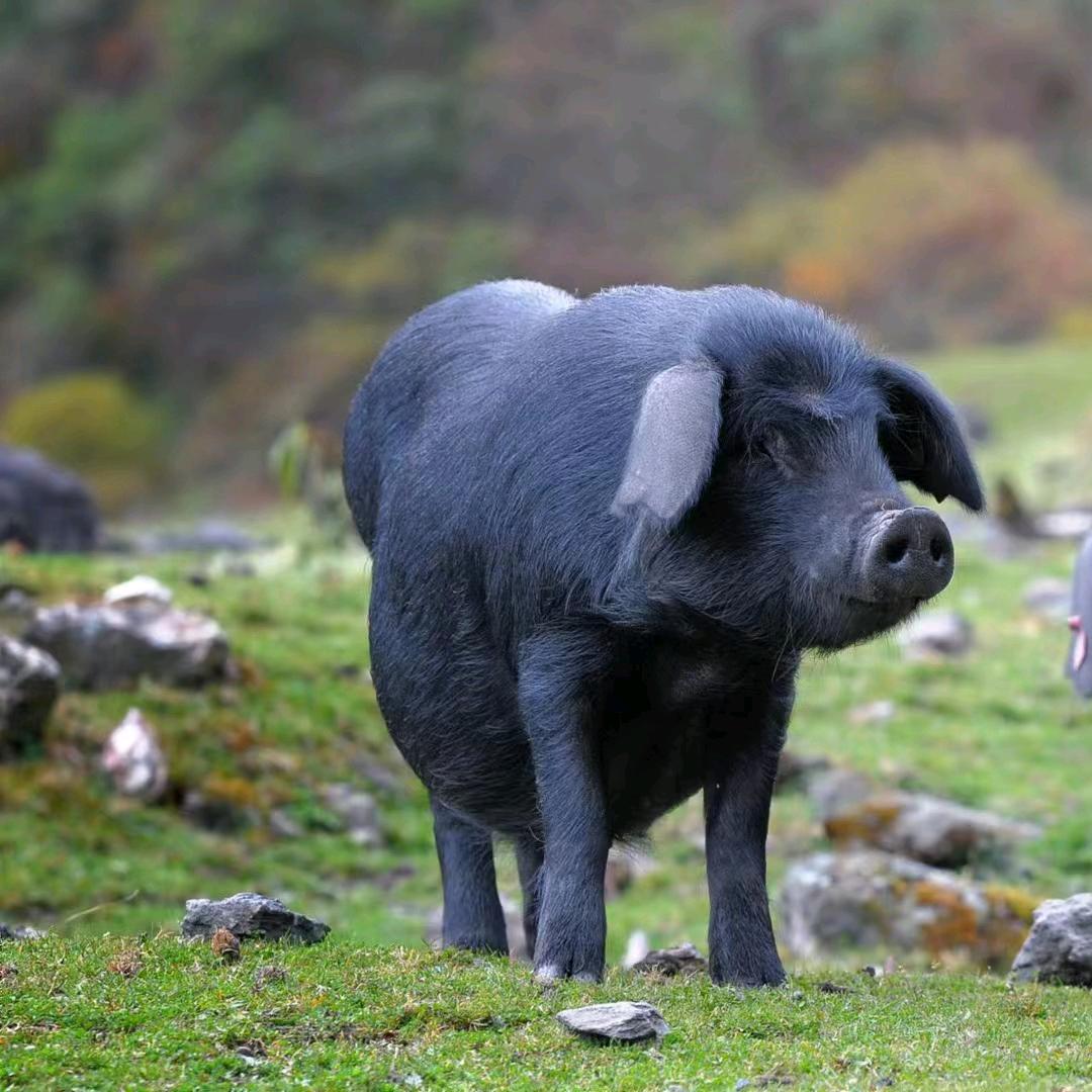 宝兴县原食森林专业合作社