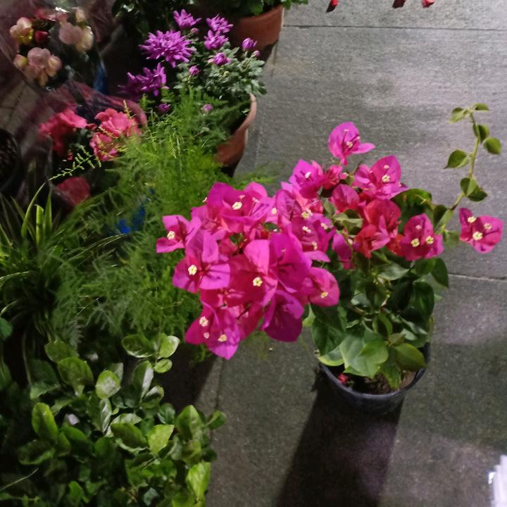 张赢记