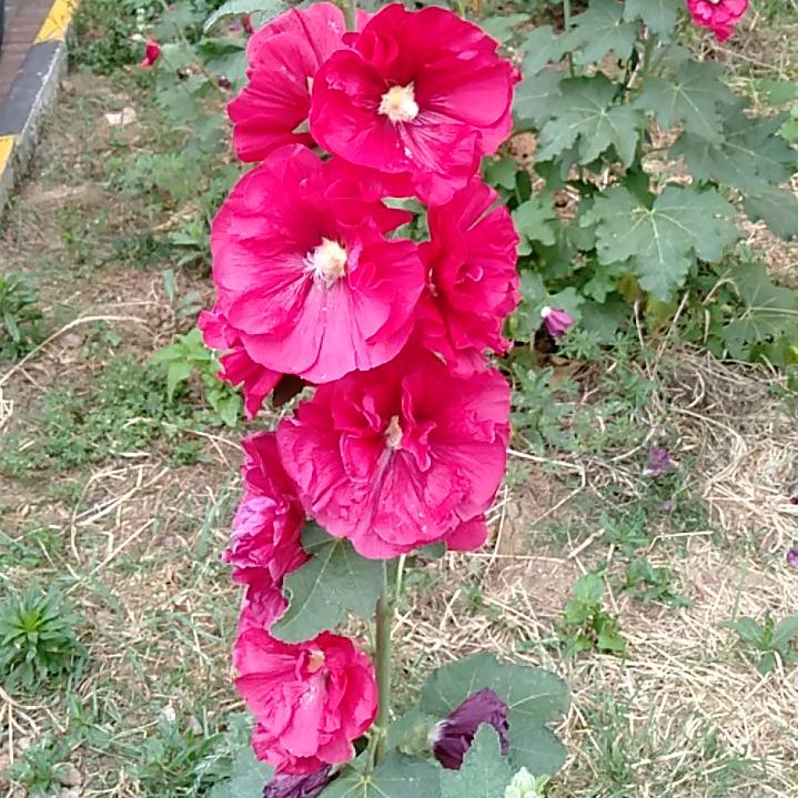 大平江