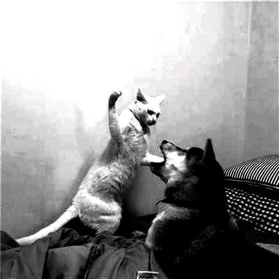 玛卡巴卡皮皮猪